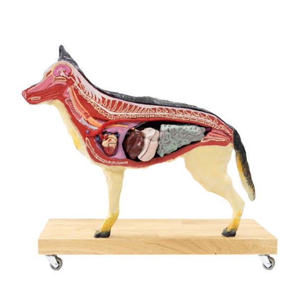 Model psa (nemški ovčar), 11 delov, 2/3 naravne velikosti