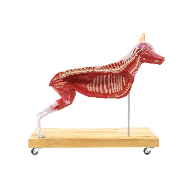 Model psa (nemški ovčar), 11 delov, 2/3 naravne velikosti