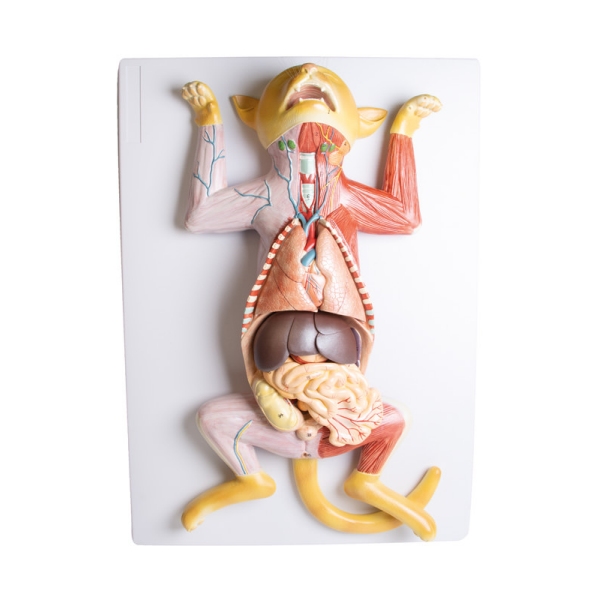 Model disekcije noseče mačke