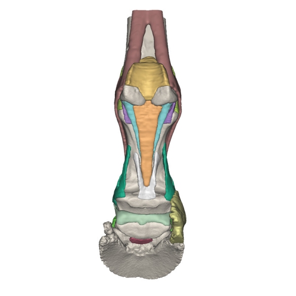 Konjsko stopalo kot model - Model 2
