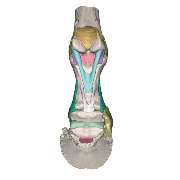 Konjsko stopalo kot model - Model 4