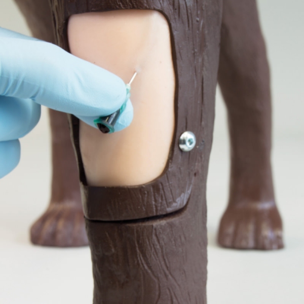 Ginekološko usposabljanje psa Bella