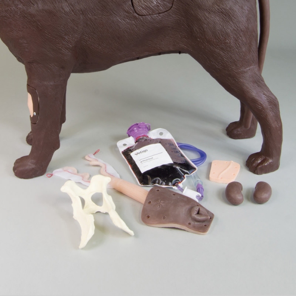 Ginekološko usposabljanje psa Bella