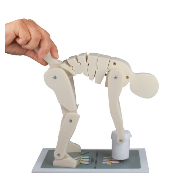 Prikaz pravilnega in nepravilnega dvigovanja