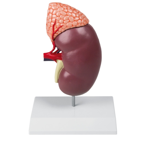 Ledvica z nadledvično žlezo, 2-krat povečana, 2-delna