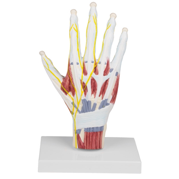 Model strukture anatomije roke