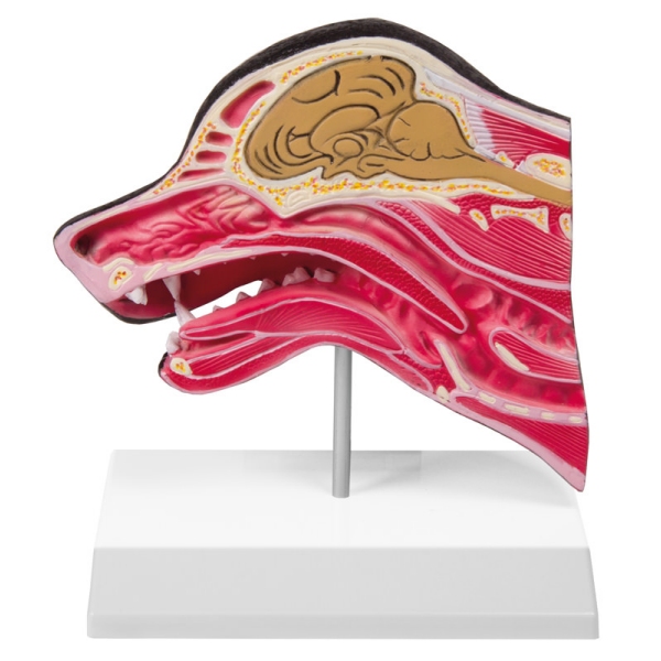 Srednji del pasje glave