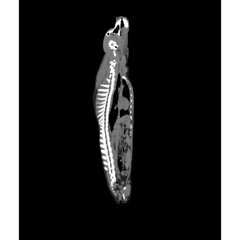 Fantom psa za CT in rentgensko slikanje