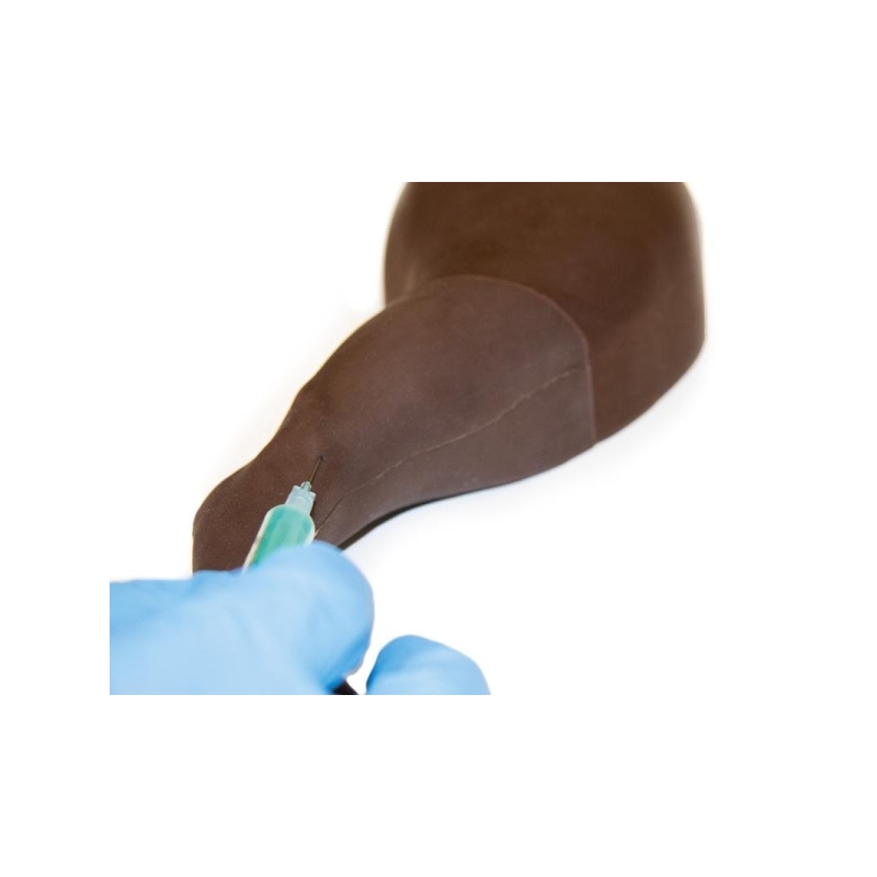 Trenažer za pasjo venipunkcijo in vbrizgavanje