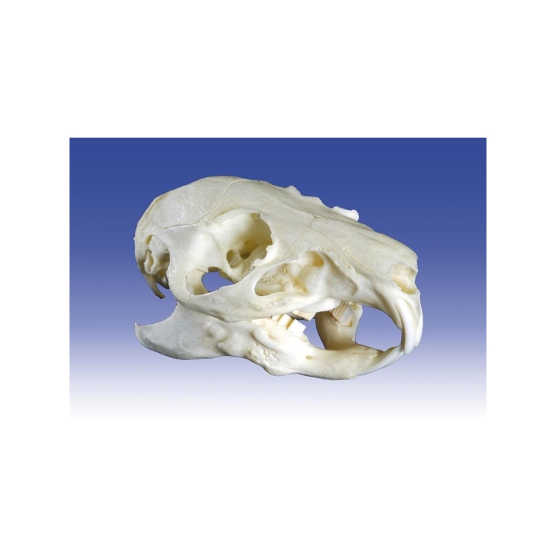 Lobanja morskega prašička