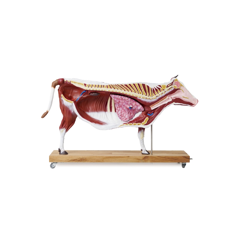 Model goveda, 15 kosov, 1/3 naravne velikosti