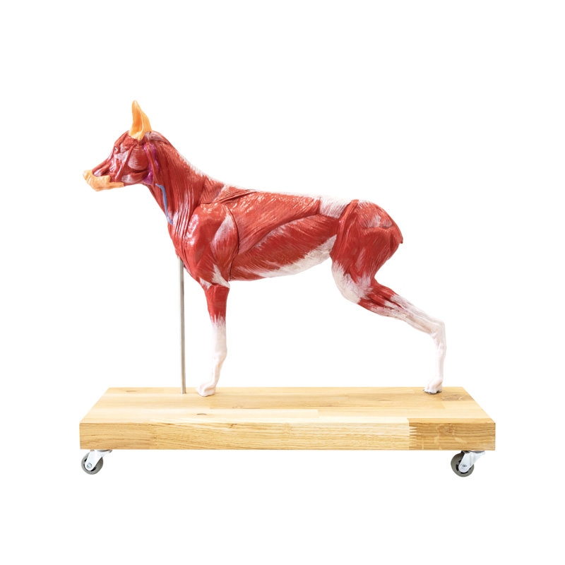 Model psa (nemški ovčar), 11 delov, 2/3 naravne velikosti