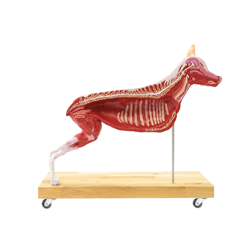 Model psa (nemški ovčar), 11 delov, 2/3 naravne velikosti