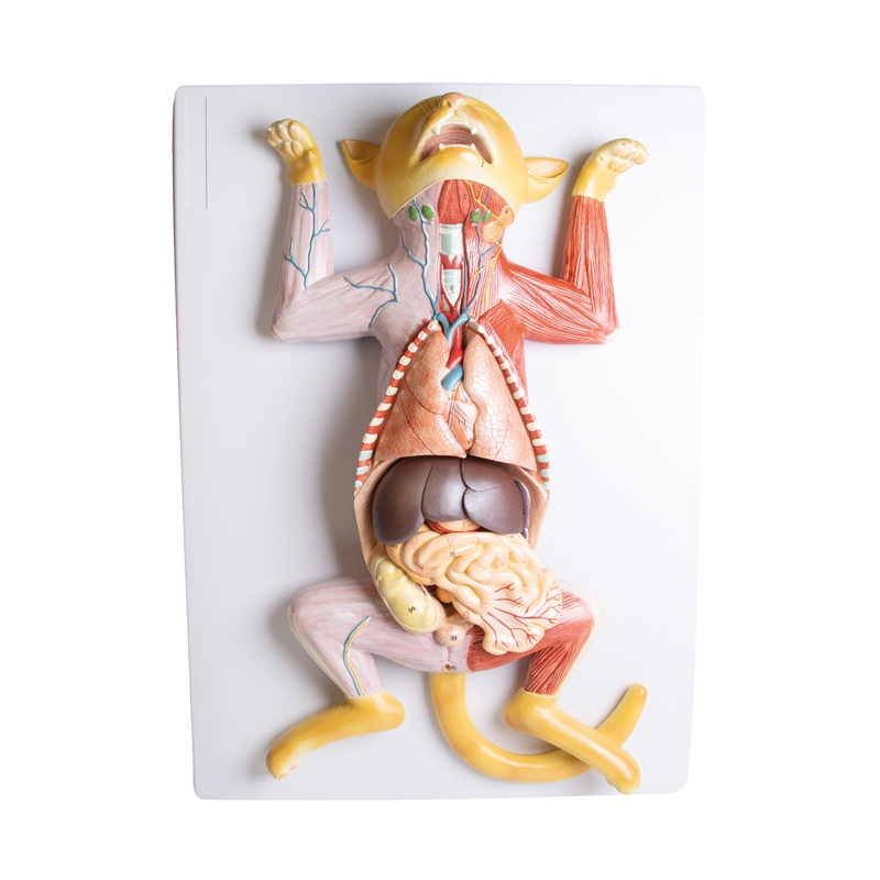 Model disekcije noseče mačke