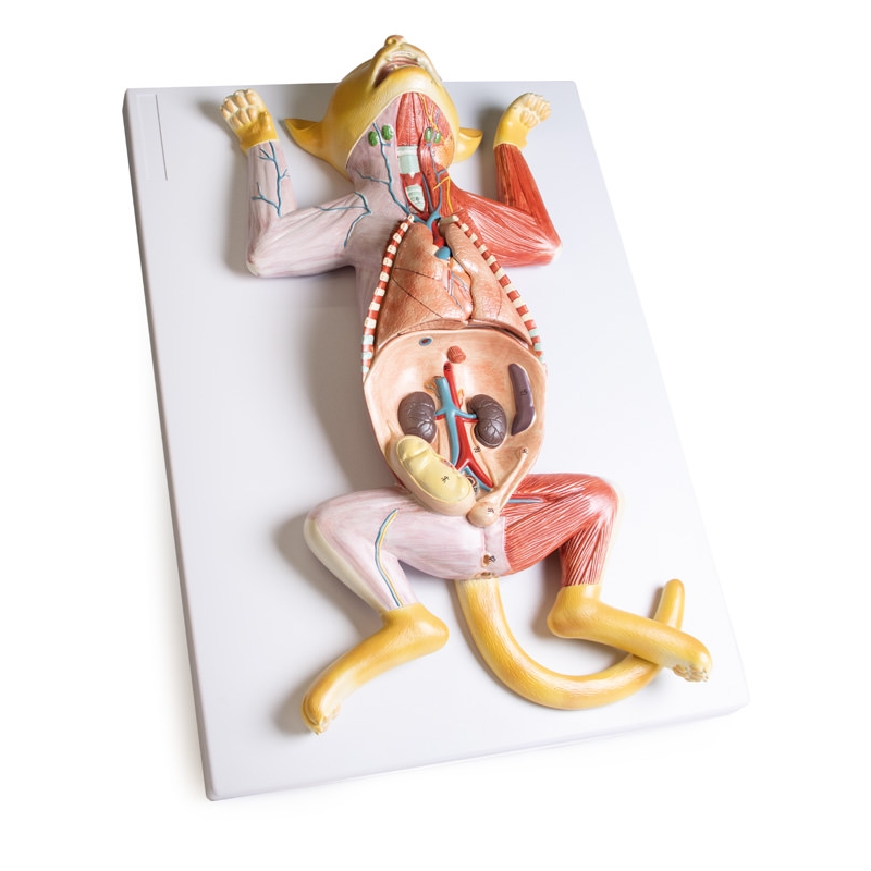 Model disekcije noseče mačke