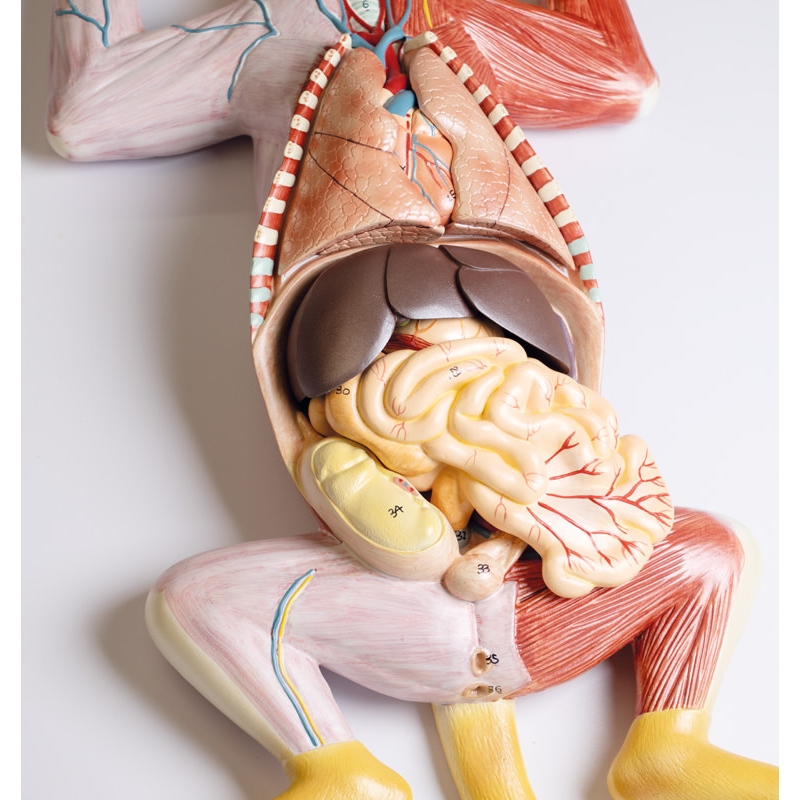 Model disekcije noseče mačke