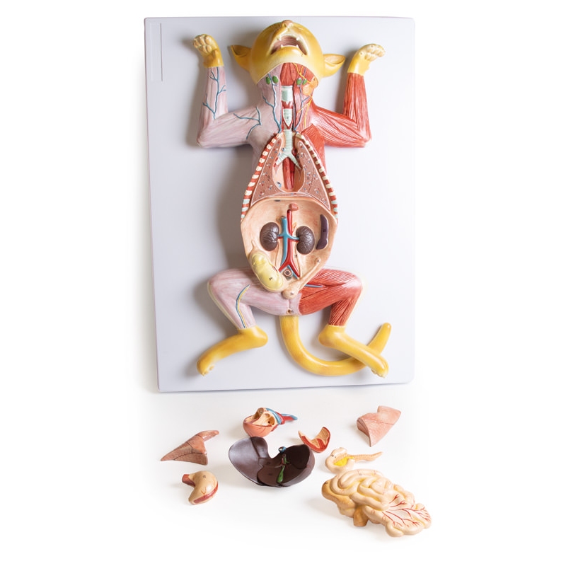 Model disekcije noseče mačke