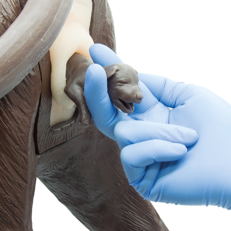 Ginekološko usposabljanje psa Bella