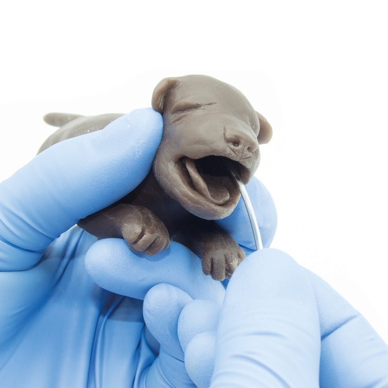 Ginekološko usposabljanje psa Bella