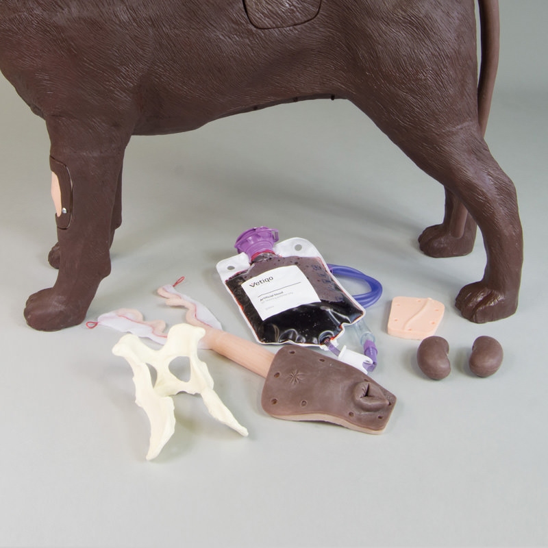 Ginekološko usposabljanje psa Bella