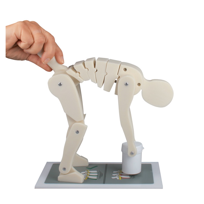 Prikaz pravilnega in nepravilnega dvigovanja