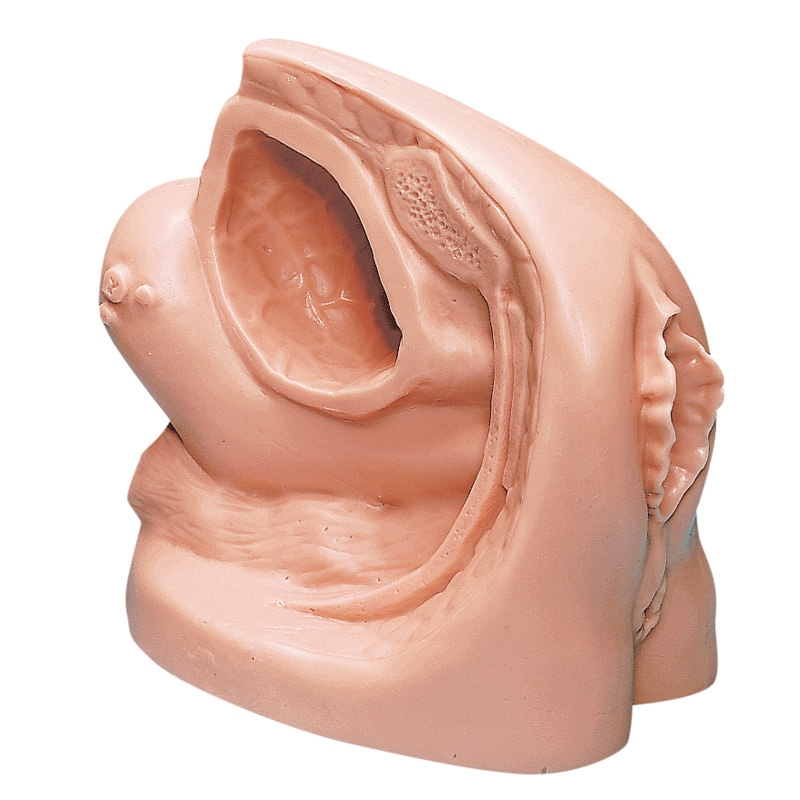 Model ženske kateterizacije