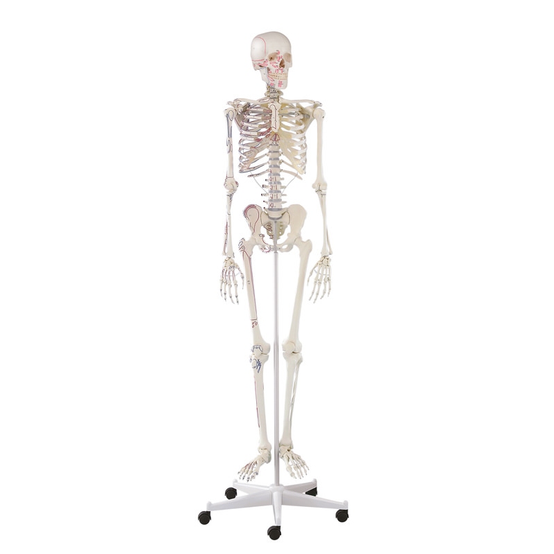 Skelet 