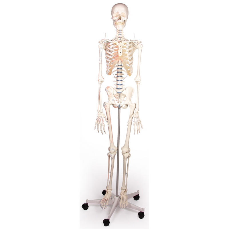 Skelet 