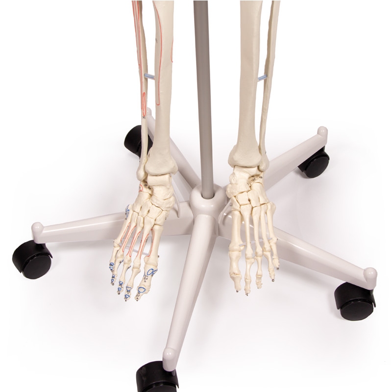 Skelet 