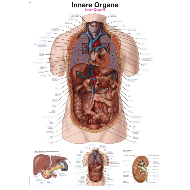 Diagram Notranji organi, 70x100cm (Angleški)