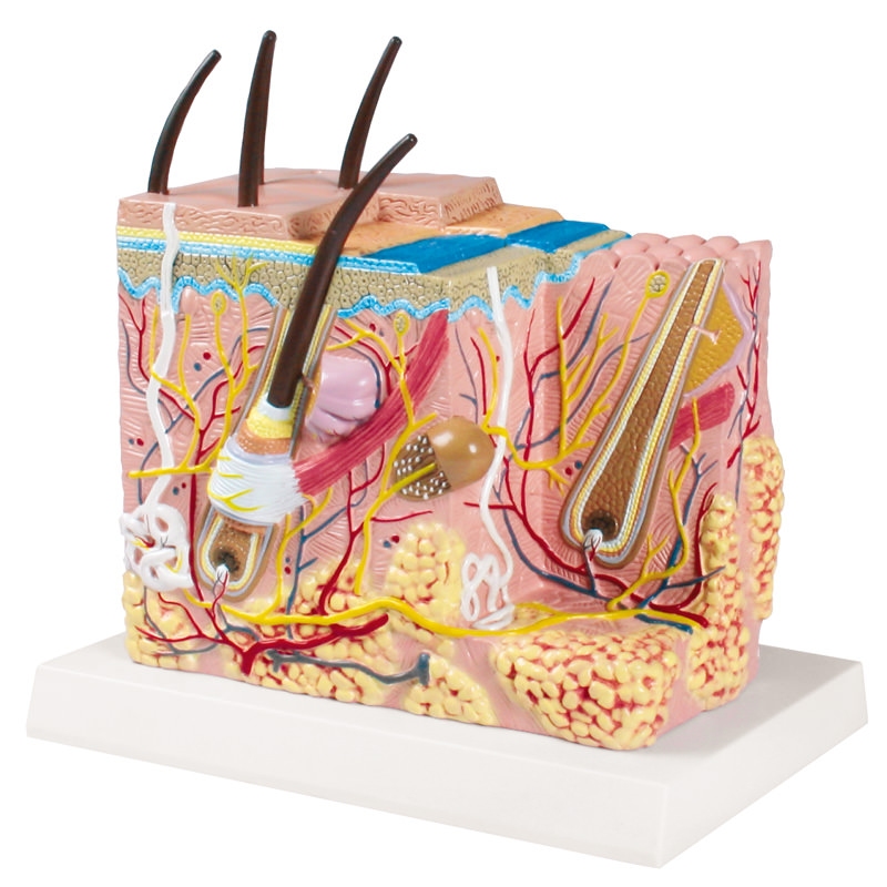 Model kožnega bloka - EZ Augmented Anatomy