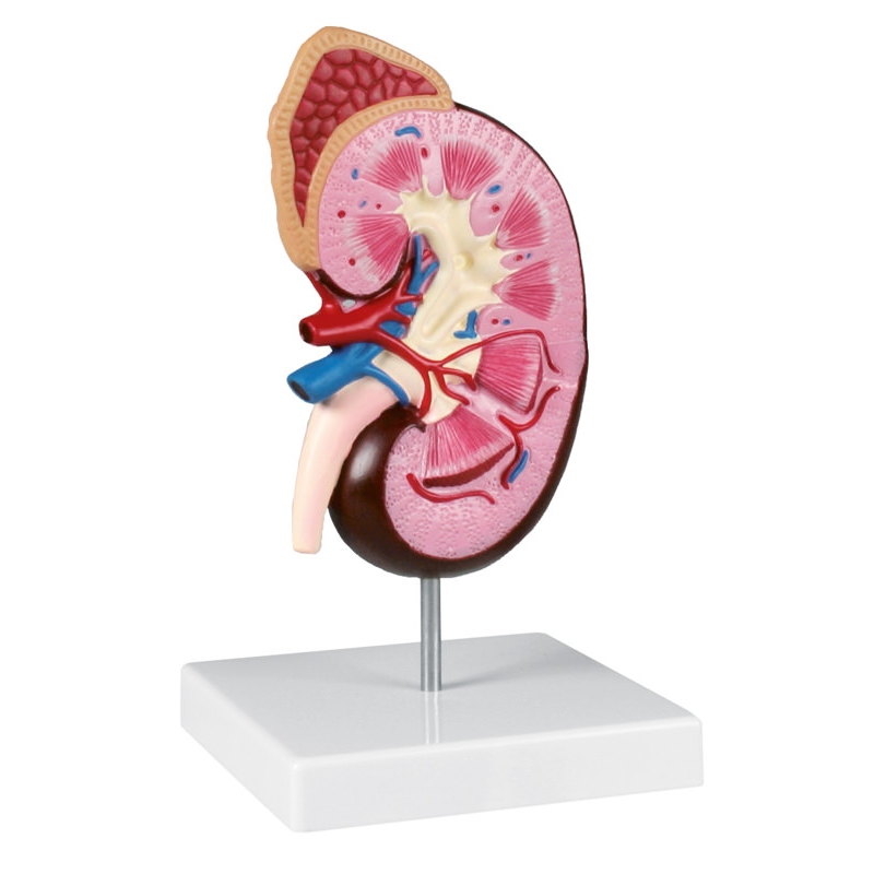 Model ledvic v 2-kratni naravni velikosti - EZ Augmented Anatomy