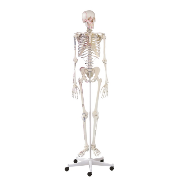 Skelet 