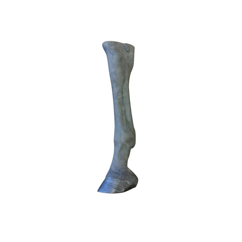 Konjska palpacija / radiologija Limb