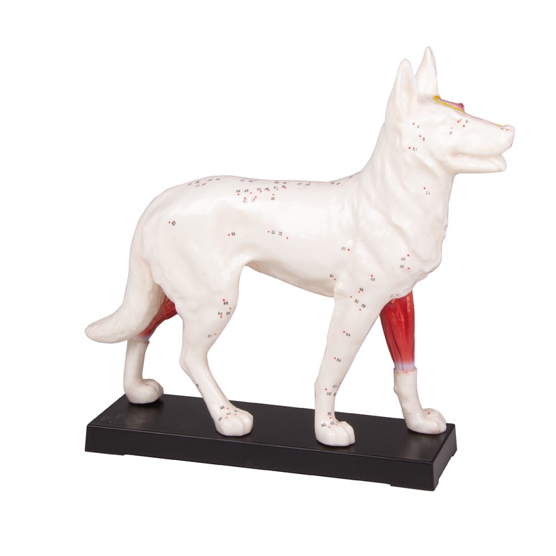 MODEL PSA ZA AKUPUNKTURO