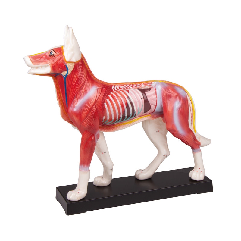 MODEL PSA ZA AKUPUNKTURO