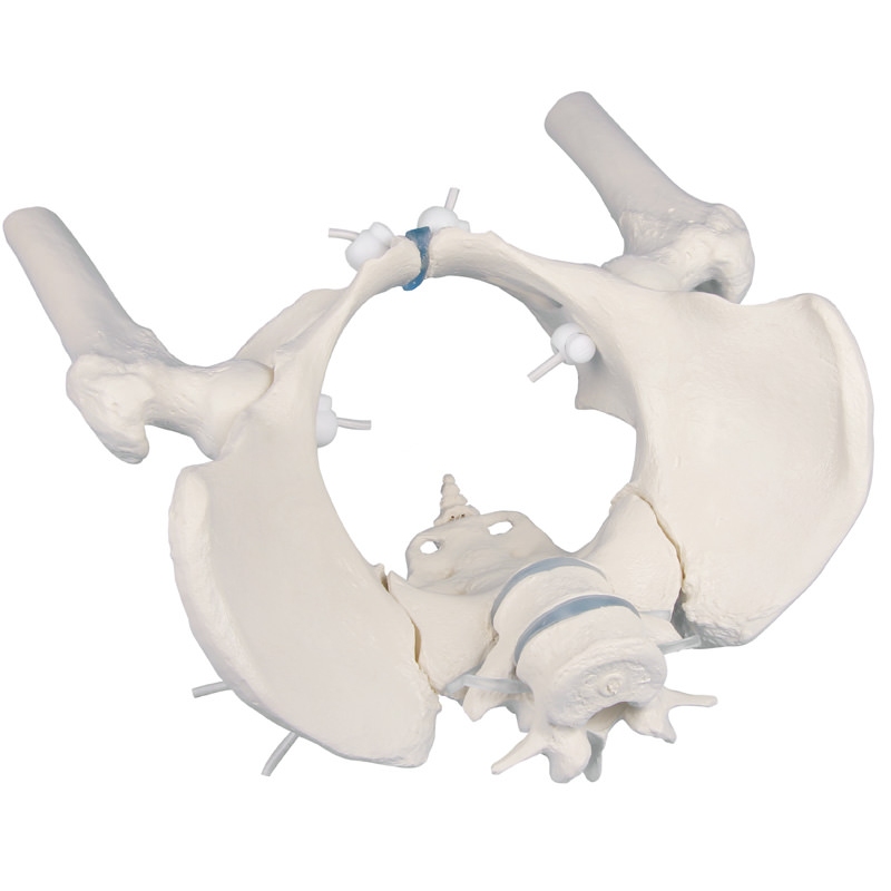 Ženska medenica s križnico, dvema ledvenima vretencema in stegnenico, gibljiva