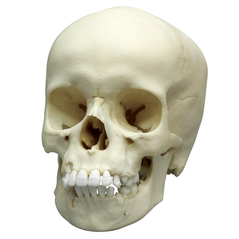 Otroška lobanja, 9 let