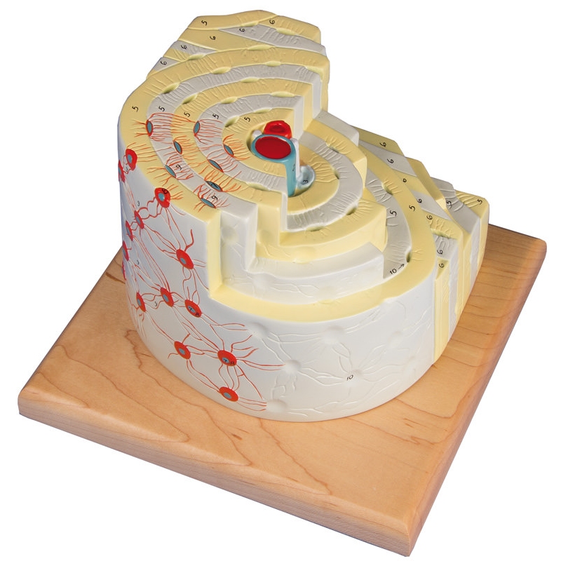 Model kostne strukture v 500-kratni naravni velikosti