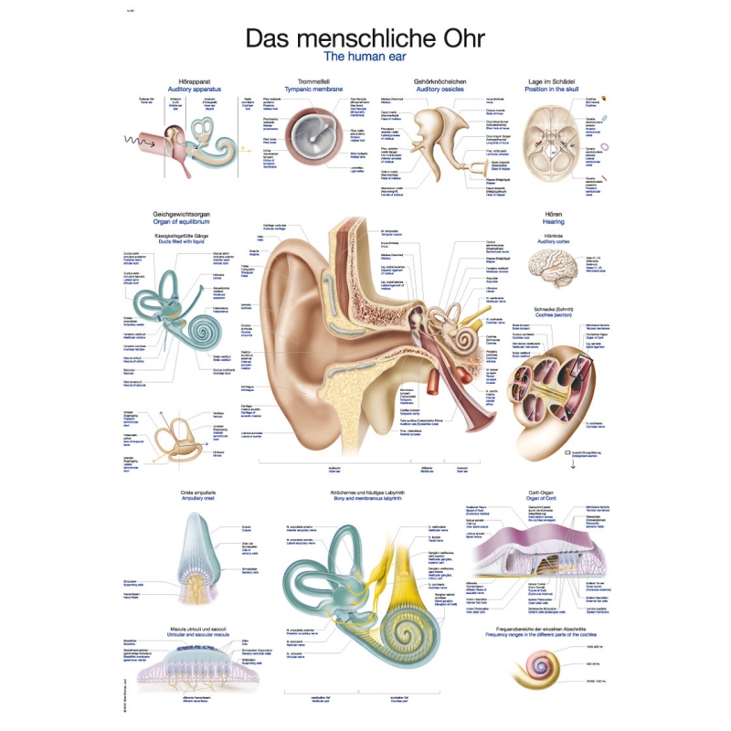 Graf Človeško uho, 70x100cm (Angleški)