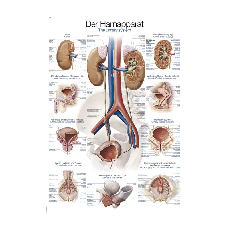 Graf Urinski sistem, 70x100cm (Angleški)