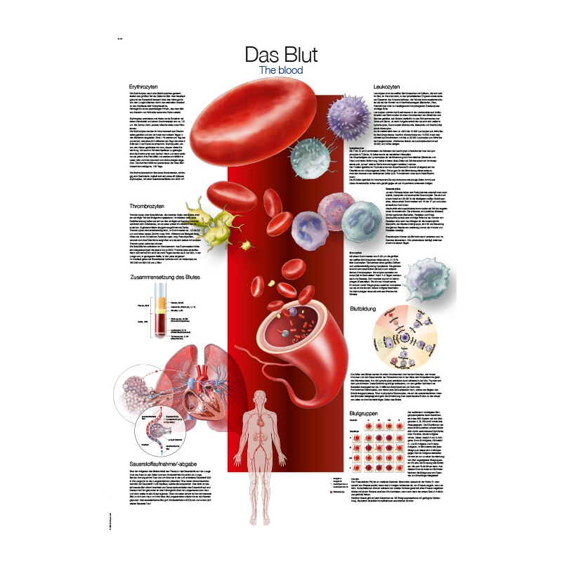 Diagram Kri, 70x100cm (Angleški)
