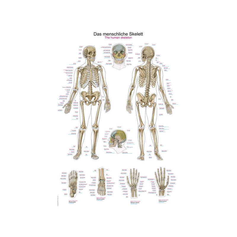 Graf Človeško okostje, 50x70cm (Angleško, Nemško, Latinsko)