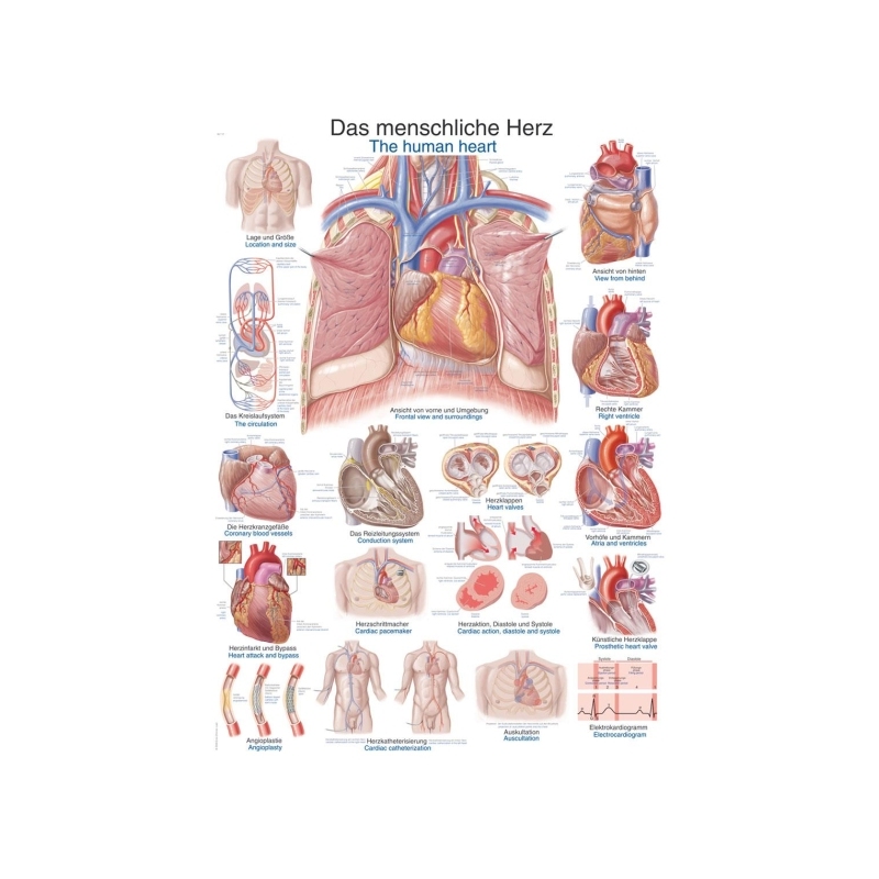 Graf Človeško srce, 50x70cm (Angleško)