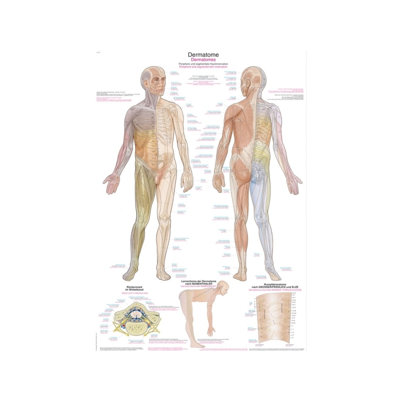 Diagram Dermatomi, 50x70cm (Angleško)