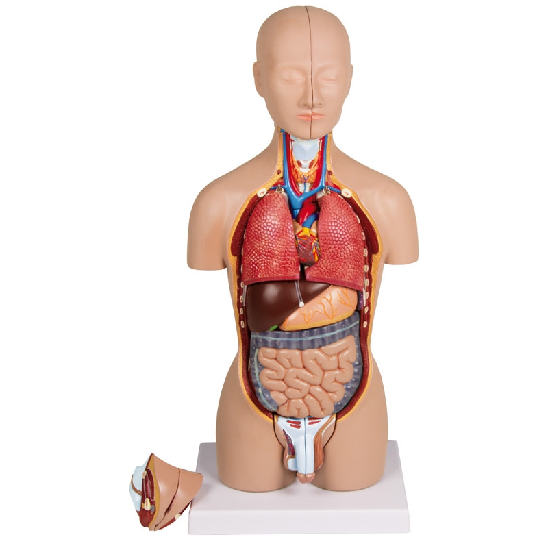 Miniaturni trup, 16 delov, dvojni spol