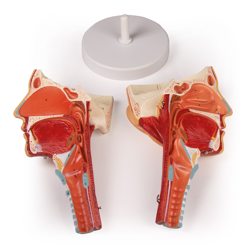 Glava z žrelom in grlom