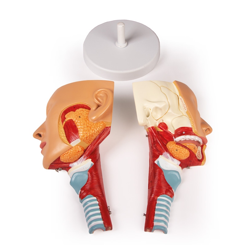 Glava z žrelom in grlom