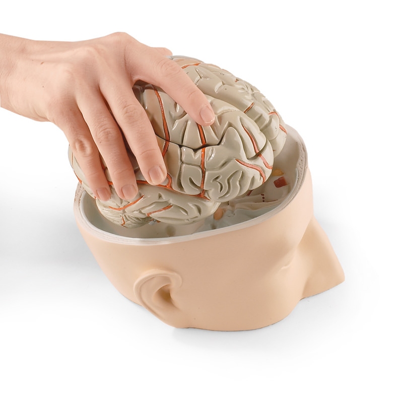 Osnova glave s 7-delnimi možgani