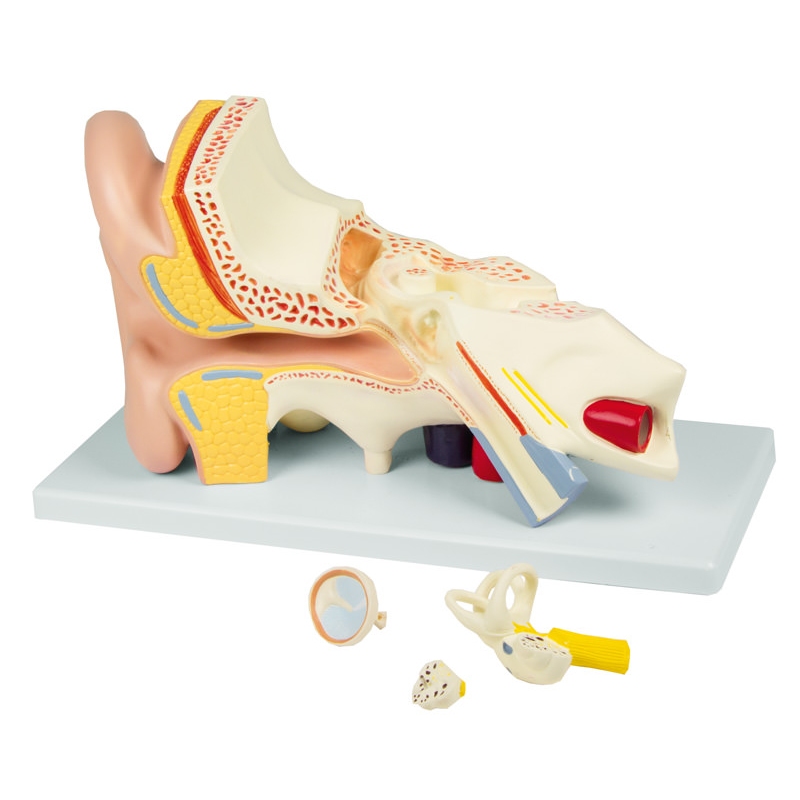 Uho, 3-krat večja velikost, 4 deli - EZ Augmented Anatomy